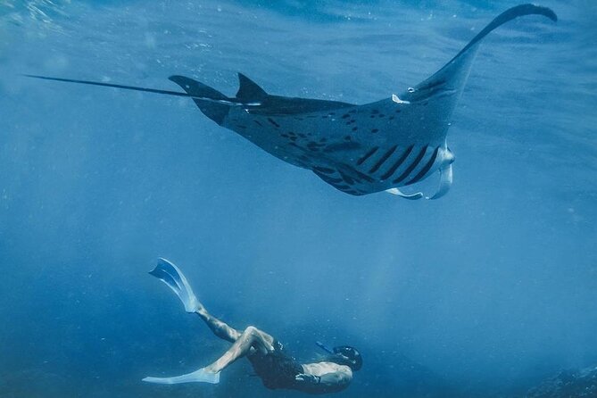 Snorkeling adventure to the manta ray habitat in Nusa Penida - Key things to know before you go