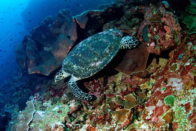 Snorkeling Adventure with East Nusa Penida Tour All Inclusive - Price and value: what $115 buys on this all-inclusive day