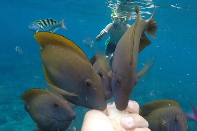 Snorkeling Adventure with East Nusa Penida Tour All Inclusive - Atuh King Five and Molenteng Tree House: cliff views of islands