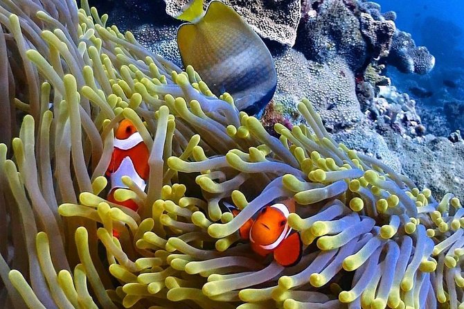 Snorkeling At Blue lagoon And Hidden waterfall - Price, Included Gear, and Time Use