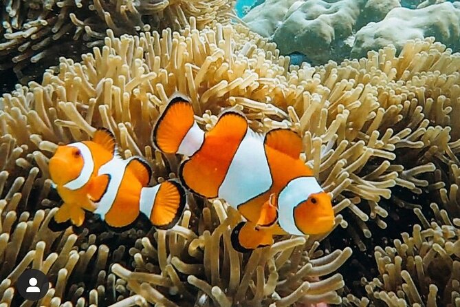 Snorkeling At Blue lagoon And Hidden waterfall - Should You Book This Tour?