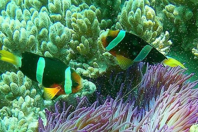 Snorkeling at Blue Lagoon Bali with Lunch and Transport - Price Breakdown: Is $52.99 Good Value?