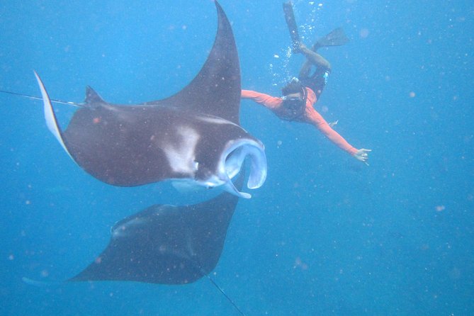 Snorkeling Day Trip To Lembongan and Penida - Key things that make this tour worth a look