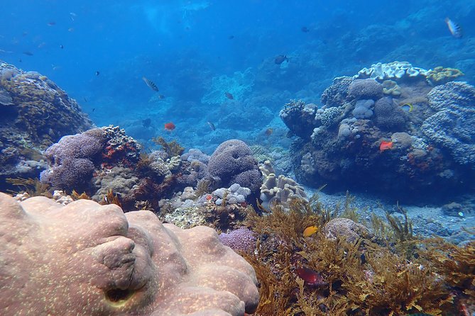 Snorkeling Day Trip To Lembongan and Penida - Who this tour suits best, and who should skip it
