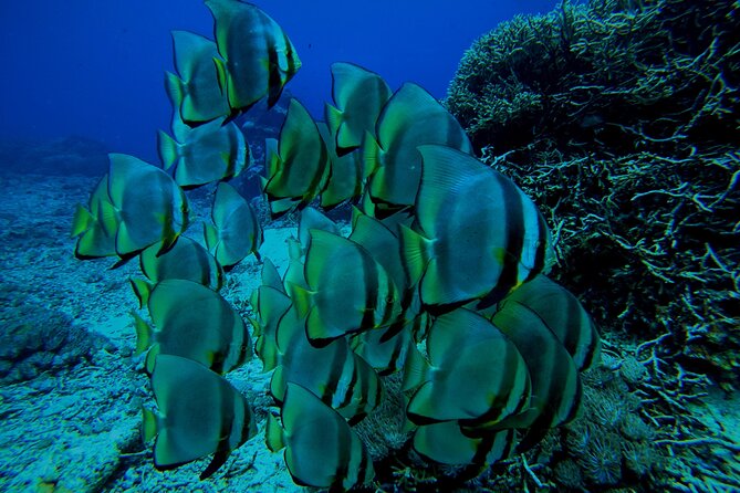 Snorkeling Day Trip to Nusa Lembongan and Nusa Penida - Lunch, Photos, and the Extras That Turn a Good Day into a Remember-This Day