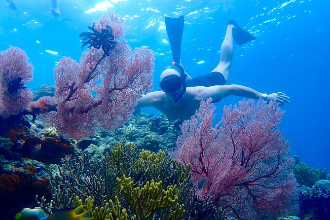 Snorkeling in Menjangan Island with Pickup and Lunch - Quick highlights before you go