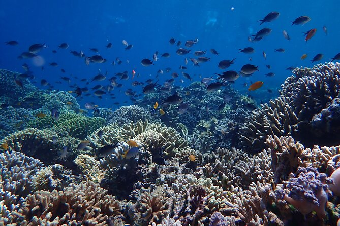 Snorkeling in Menjangan Island with Pickup and Lunch - The break and beach lunch, plus a wild deer walk