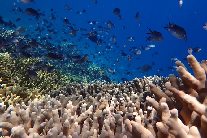 Snorkeling in Menjangan Island with Pickup and Lunch - Why the small-group limit matters more than you think