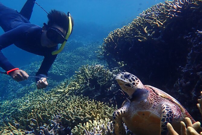 Snorkeling in Menjangan Island with Pickup and Lunch - What the price covers, and where the value really comes from