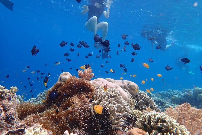 Snorkeling in Menjangan Island with Pickup and Lunch - Who this trip suits best