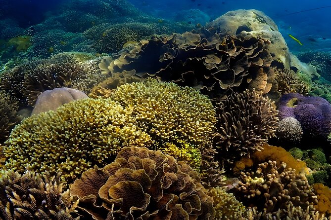 Snorkeling In Nusa Penida Departing From Bali Island - The public speedboat to Nusa Penida: fast, shared, and very real