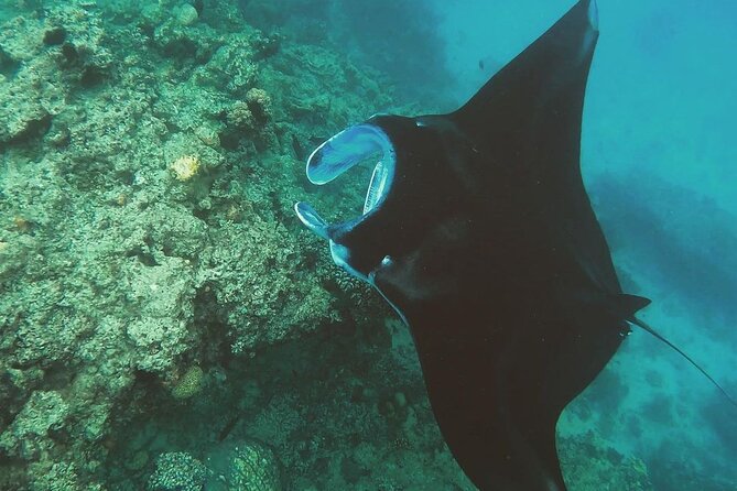 Snorkeling In Nusa Penida Island With Manta Ray From Bali - GoPro Underwater Shooting, What You Really Get