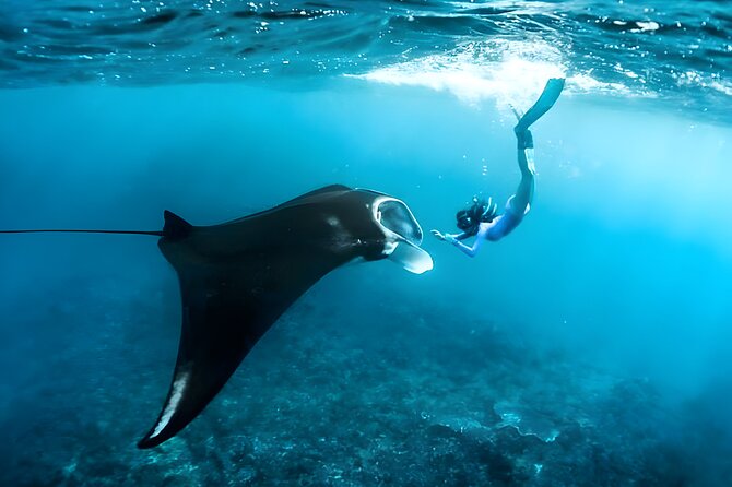 Snorkeling in Wall Point, Gamat Bay and Manta Bay: Nusa Penida Island - Crystal Bay (Wall Point): Clear Water, Coral, and Turtle Chances