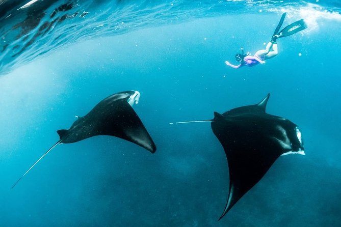Snorkeling Manta Ray Safari in Nusa Penida - The Route: The Bays and Points That Usually Make the Day