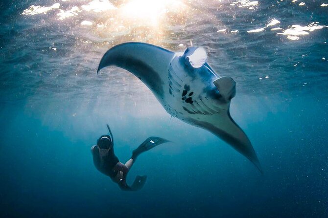 Snorkeling Manta Ray Safari in Nusa Penida - When You Spot Something: How the Underwater Hunt Feels