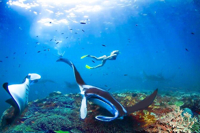 Snorkeling Manta Ray Safari in Nusa Penida - Respecting Wildlife: The Rule That Makes the Experience Better