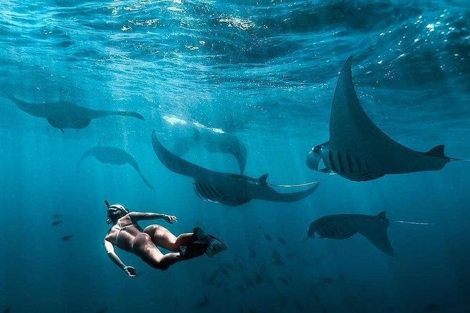 Snorkeling Manta Ray Safari in Nusa Penida - Price and Value: What $15.28 Actually Buys