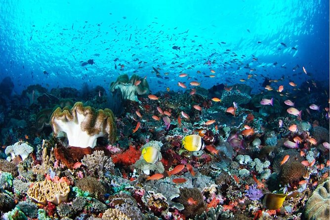 Snorkeling Nusa Penida and Island Tour Package - Key highlights worth caring about
