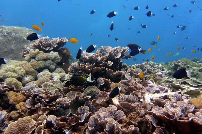 Snorkeling Nusa Penida and Island Tour Package - Pickup from Seminyak, and why that matters here