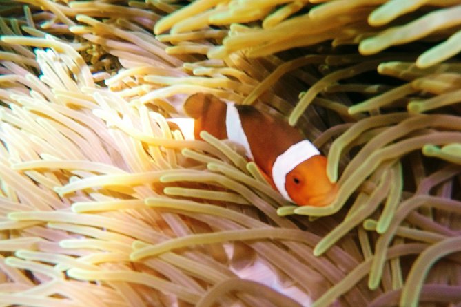 Snorkeling Package at Padang Bai Blue Lagoon - Meeting Your Guide, Getting Fitted, and Riding a jukung Boat