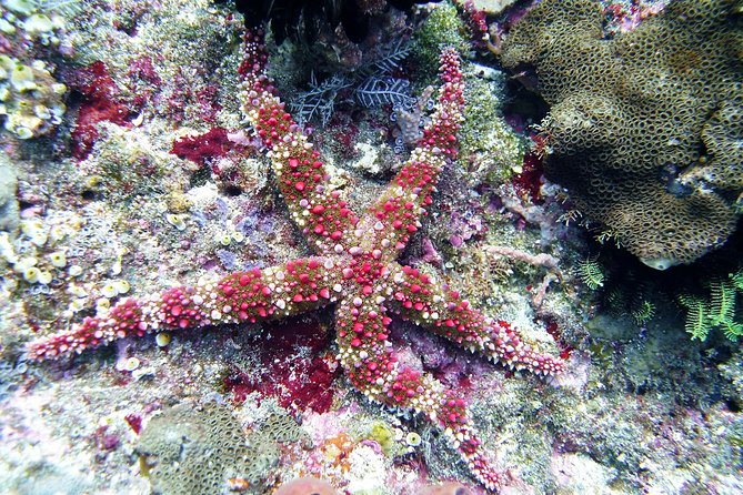 Snorkeling Package at Tulamben Liberty Shipwreck - Transfers, group size, and the difference between a smooth day and a grumpy one