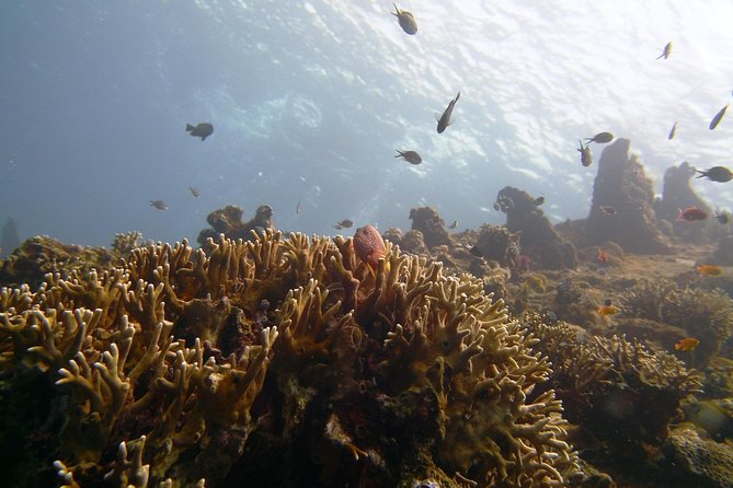 Snorkeling Package at Tulamben Liberty Shipwreck - Price and value at $58.98 per person