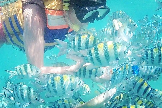 Snorkeling Tour In Gili Islands Pick Up From Lombok Or Gili - Key highlights to know before you go