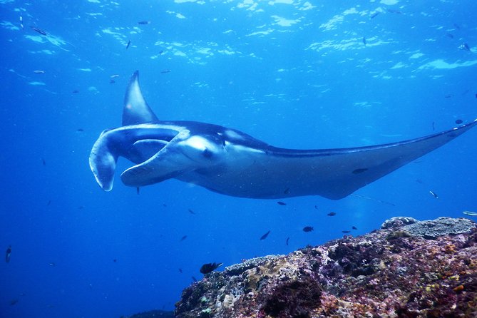Snorkeling Trip Nusa Penida Bali - Why Nusa Penida snorkeling fits a 9-hour day from Kuta