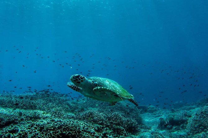 Snorkeling Trip Nusa Penida Bali - The three snorkeling stops: what you’re aiming for at each one
