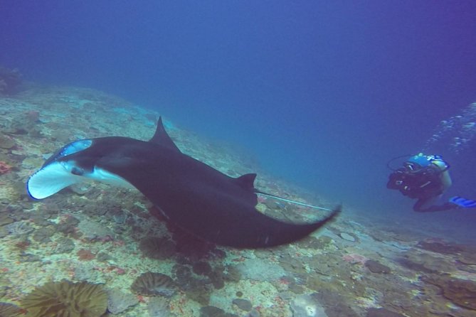 Snorkelling in Nusa Penida - Manta Point - The day plan from Bali to the north coast reefs