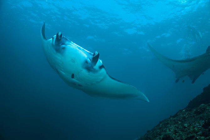 Snorkelling with Manta Rays at Nusa Penida and Lembongan - Key points to know before you go