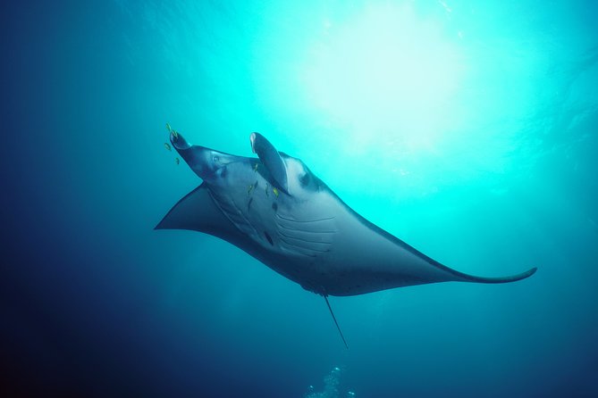 Snorkelling with Manta Rays at Nusa Penida and Lembongan - The first stop at Manta Point: what to expect in the water