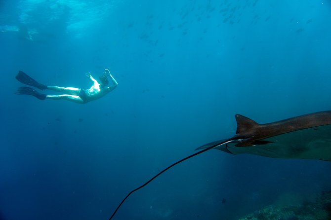 Snorkelling with Manta Rays at Nusa Penida and Lembongan - Price and value: is $143 worth it?