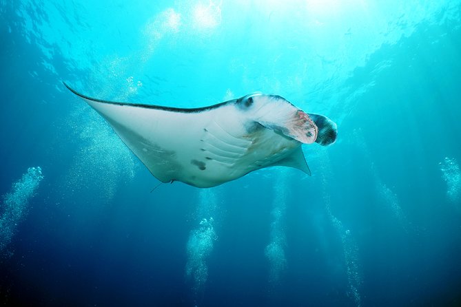 Snorkelling with Manta Rays at Nusa Penida and Lembongan - Timing and logistics, from hotel pickup to afternoon return