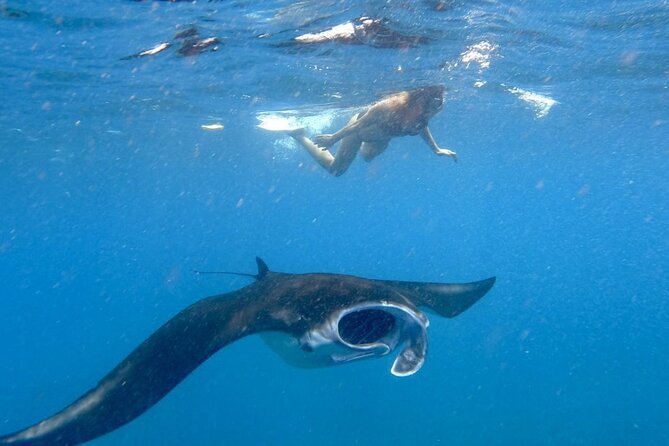 Swim with Manta Rays: Snorkeling Day Trip from Bali - Key things to know before you go