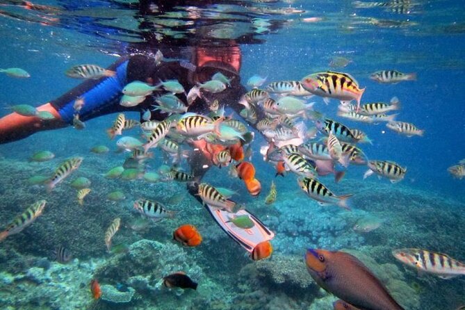 Swim with Manta Rays: Snorkeling Day Trip from Bali - The Included Stuff That Actually Matters on a Long Sea Day
