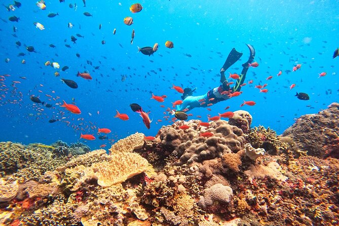 Swim with Manta Rays: Snorkeling Day Trip from Bali - Manta Bay: How This Tour Sets You Up for the Big Animals
