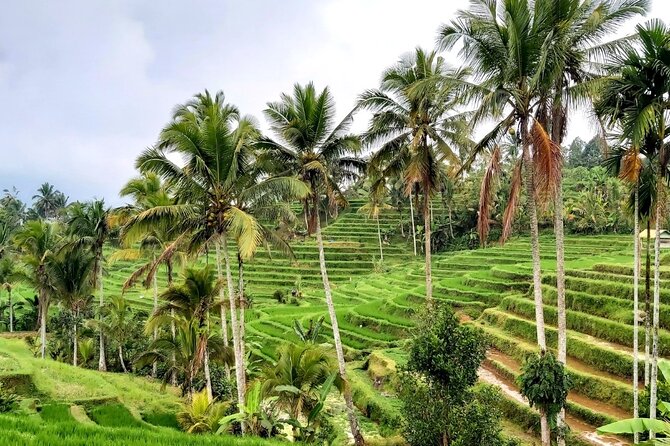Tanah Lot and North Bali Private Tour - All inclusive - The guide makes the day: English and temple explanations