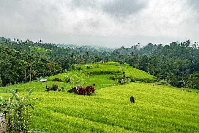 Tanah Lot and North Bali Tour: Scenic Journey - Wanagiri Hidden Hills: a viewpoint stop that resets your pace