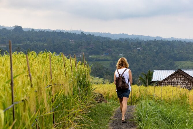 Tanah Lot, Jatiluwih Rice Terrace and Waterfall Day Tour - Stop 2: Jatiluwih Rice Terraces, UNESCO Views You Can Walk Through