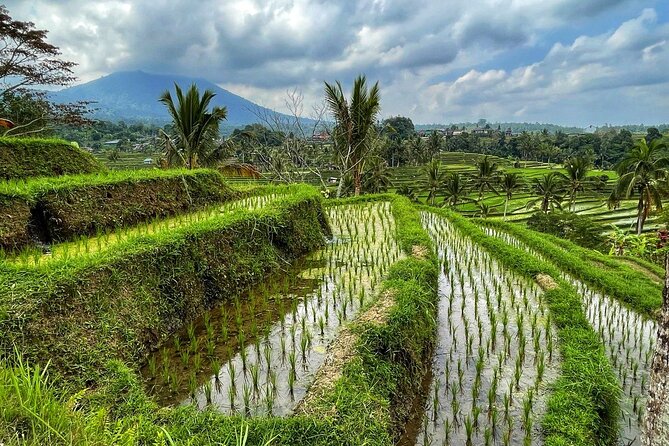 Tanah Lot - Ulun Danu Beratan Temple - Scenic Countryside Tour - A 10-hour Bali circuit of temples, terraces, and waterfall views
