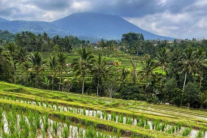Tanah Lot - Ulun Danu Beratan Temple - Scenic Countryside Tour - Price and logistics: is $85 per group a good deal?