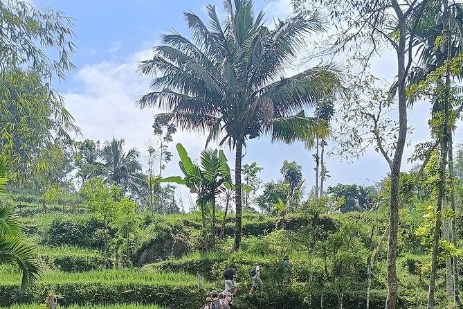 Tetebatu Guided Tour in Rice Terraces Waterfall and Monkey Forest - Tetebatu, Lombok’s calmer “Ubud” style day