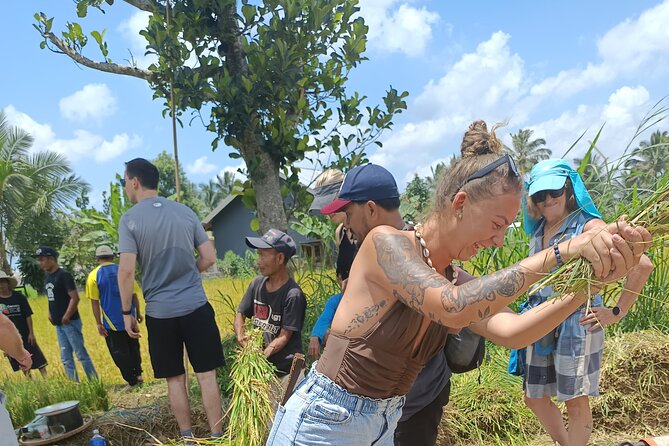Tetebatu Guided Tour in Rice Terraces Waterfall and Monkey Forest - Rice terrace walk near Tetebatu: Rinjani views and subak-style irrigation