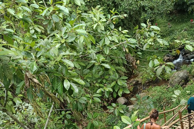 Tetebatu Guided Tour in Rice Terraces Waterfall and Monkey Forest - Lunch at Warung Monkey Forest: home-style Sasak food that’s actually filling