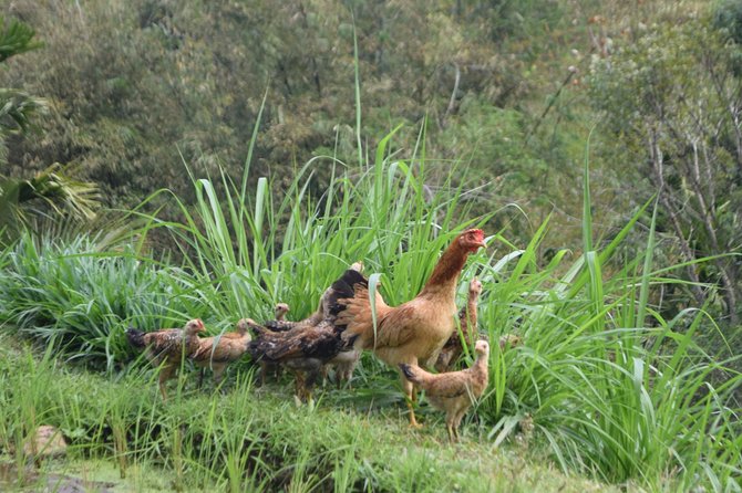 Tetebatu Walking Tour - Rice Terraces, Waterfall & Monkey Forest - Tetebatu by foot: rice, monkeys, and Rinjani views in one day