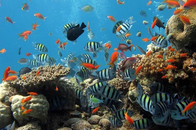 The Best 2-point Snorkeling in Padangbai: Blue lagoon and Tanjung jepun - Pickup from Nusa Dua and the 6-hour rhythm