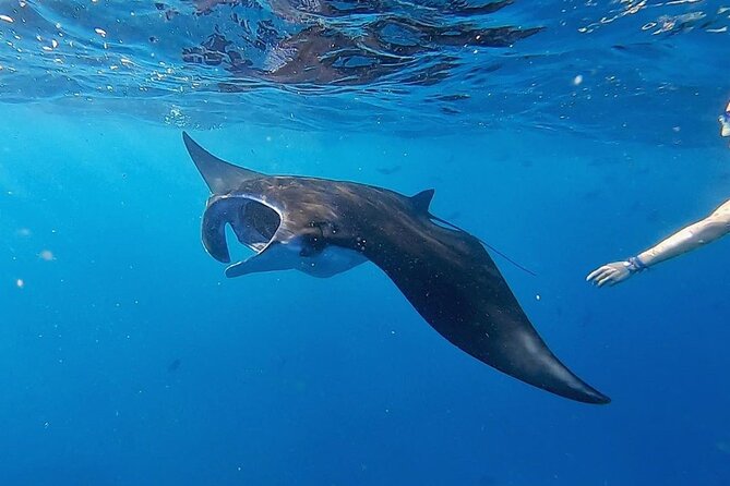 Three Islands Snorkeling (3 Spots) Manta Rays - From Lembongan - Who This Snorkeling Trip Is Best For