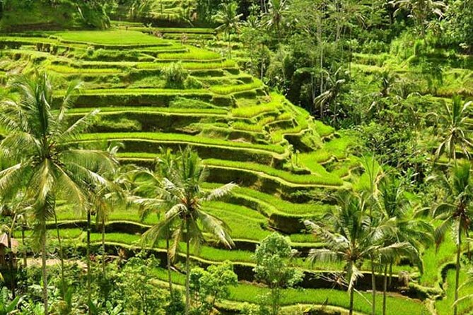 Tlaga Singha Infinity Pool, Jungle swing & Rice Terrace Trip - Coffee and Tropical Fruit Plantation Stop: A Taste-Of-Bali Interlude