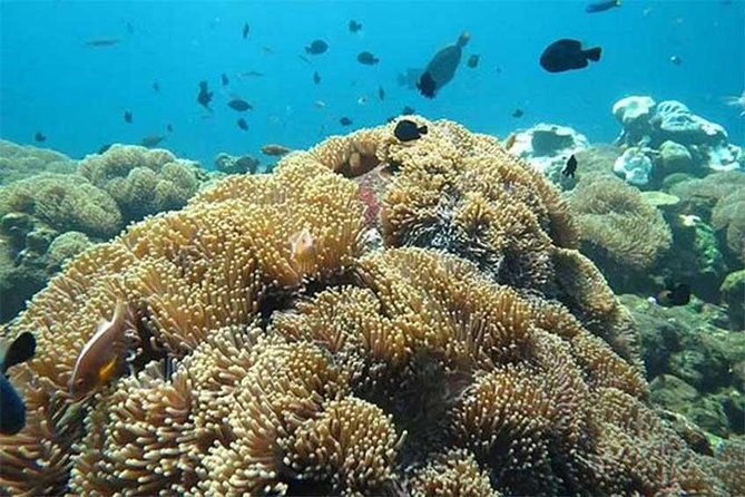 Tour Gate of Heaven at Lempuyang Temple - Blue Lagoon Snorkeling with lunch - Lunch at Topi Inn, when and how it fits your day